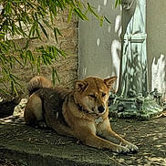 Chisai a rejoint le concours — aidez-le/la à gagner de superbes lots ! animal, brown_fur, calm, collar, concrete, daytime, dog, greenery, leaves, nature, outdoor, pet, plant, quiet, relaxed, resting, shade, shadow, sunlight, water_pump