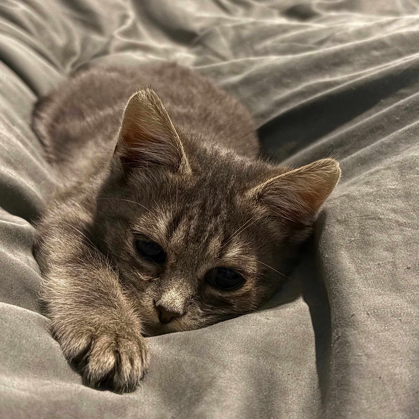 Grisly a rejoint le concours — aidez-le/la à gagner de superbes lots ! abyssinian, animal, bed, blanket, cat, furniture, homedecor, kitten, linen, manx, person, pet, quilt, siamese, sleeping