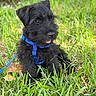 puppy, dog, black_dog, fluffy, grass, outdoors, garden, lawn, harness, leash, blue_harness, tongue_out, sitting, cute, pet, animal, fur, portrait, greenery, fallen_leaf