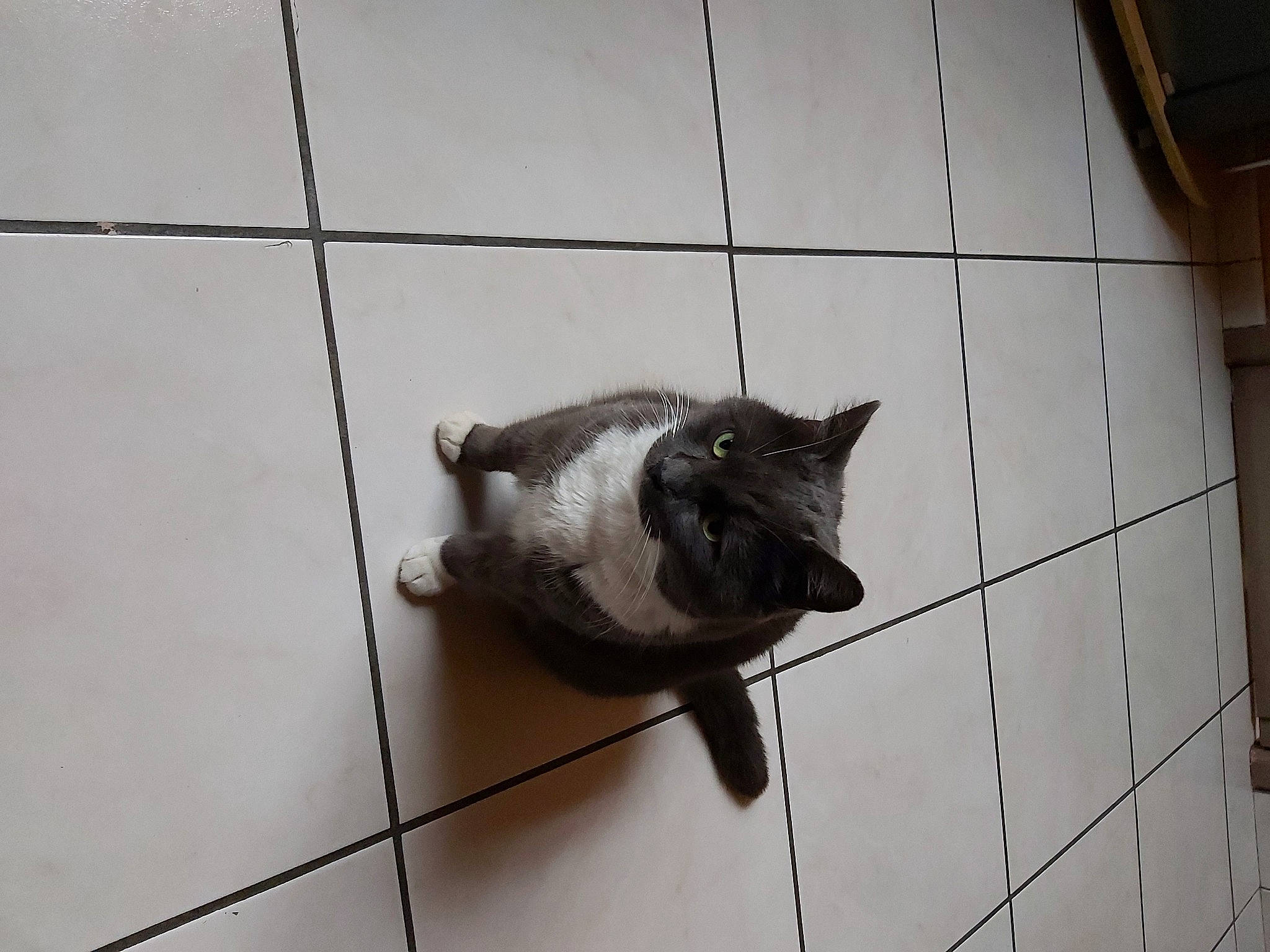 Salem a rejoint le concours — aidez-le/la à gagner de superbes lots ! canidae, carnivore, cat, dog_breed, domestic_short_haired_cat, felidae, floor, flooring, fur, grey, monochrome, monochrome_photography, paw, shadow, small_to_medium_sized_cats, snout, tail, tile, whiskers, wood