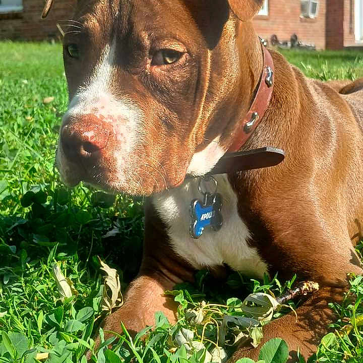 Apollo joined the competition — help win amazing prizes! animal, boxer, bulldog, canine, dog, grass, green, herbal, herbs, hound, lawn, leaf, nature, outdoors, pet, pitbull, plant, pottedplant, puppy, snout