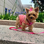 Hunter is registered to the contest to win money with this photo: adorable, animal, bench, building, close_up, cute, daylight, dog, flower_accessory, fur, greenery, leash, outdoor, pet, pink_clothing, portrait, purple_flowers, small_dog, tiny, walk