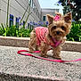 adorable, animal, bench, building, close_up, cute, daylight, dog, flower_accessory, fur, greenery, leash, outdoor, pet, pink_clothing, portrait, purple_flowers, small_dog, tiny, walk