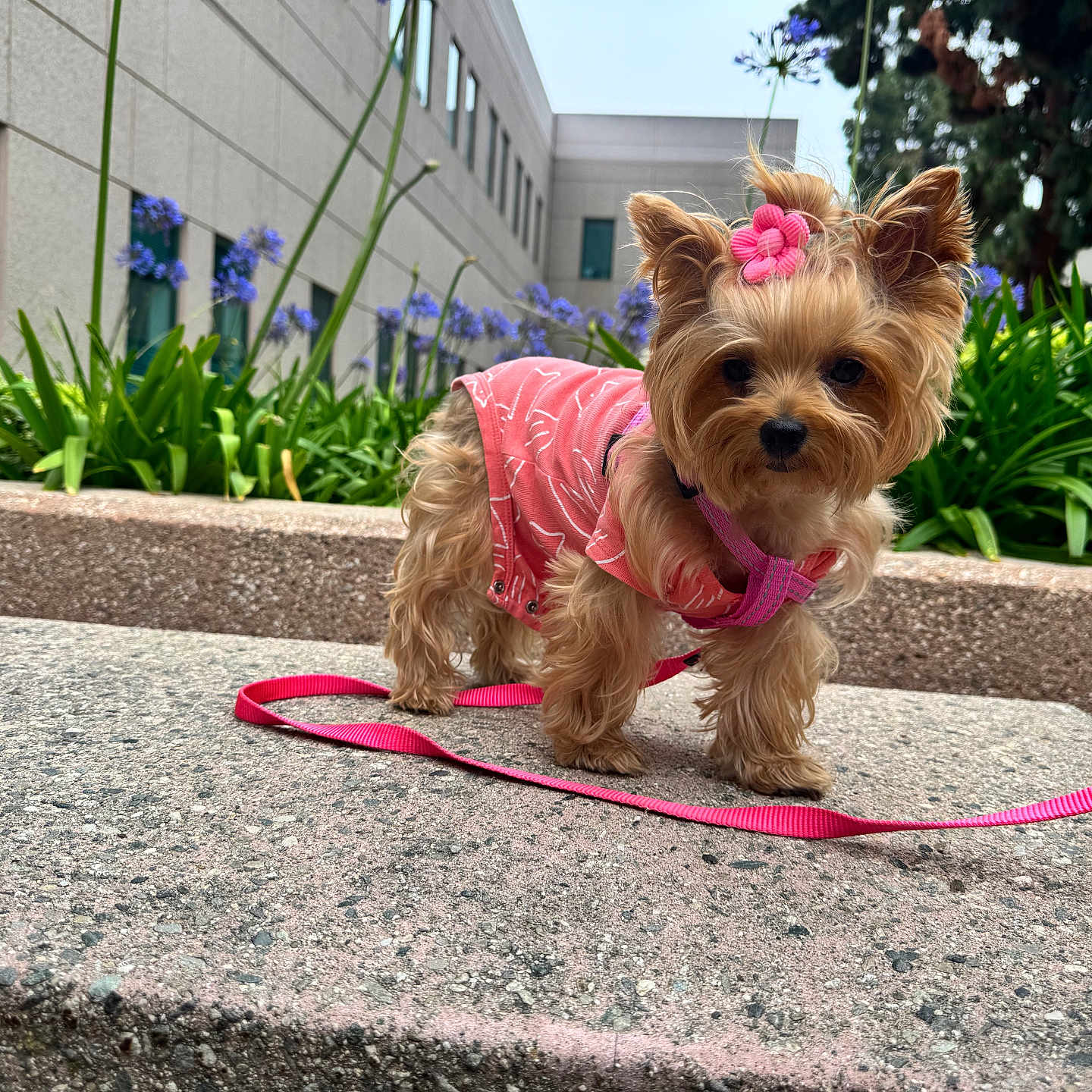 Hunter is registered to the contest to win money with this photo: adorable, animal, bench, building, close_up, cute, daylight, dog, flower_accessory, fur, greenery, leash, outdoor, pet, pink_clothing, portrait, purple_flowers, small_dog, tiny, walk