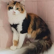 Aby participe au concours pour gagner de l'argent avec cette photo : cat, calico, fluffy, bathtub, pink_tiles, pet, animal, tail, feline, sitting, indoor, cute, fur, whiskers, ears, paw, domestic_animal, curious, soft, relaxed