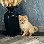 animal, black, cute, decor, dog, floor, fluffy, fur, gray, indoor, pampas_grass, pet, plant, puppy, sitting, small_dog, texture, vase, wall, wooden_floor