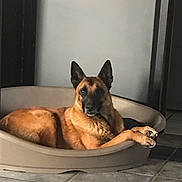 Jedaî a rejoint le concours — aidez-le/la à gagner de superbes lots ! dog, pet_bed, indoor, floor, tile, brown_dog, canine, relaxed, alert, ears, animal, companion, looking, resting, domestic, household, quiet, calm, portrait, side_view