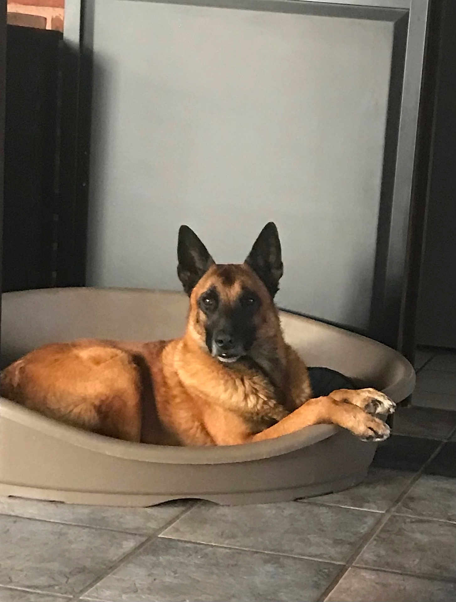 Jedaî a rejoint le concours — aidez-le/la à gagner de superbes lots ! dog, pet_bed, indoor, floor, tile, brown_dog, canine, relaxed, alert, ears, animal, companion, looking, resting, domestic, household, quiet, calm, portrait, side_view