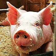 Pig joined the competition — help win amazing prizes! carmine, cow_goat_family, domestic_pig, eye, fawn, flesh, fur, glass, head, jaw, livestock, metal, natural_material, nose, pink, snout, suidae, terrestrial_animal, whiskers, windshield