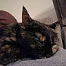 Luna joined the competition — help win amazing prizes! animal, cat, chair, close_up, cozy, cushion, ears, face, fur, gray, home, human, indoor, nap, pet, portrait, relaxed, sleeping, tortoiseshell, whiskers