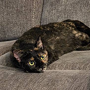 Luna joined the competition — help win amazing prizes! animal, black_fur, cat, close_up, couch, cozy, ears, feline, fur, green_eyes, home, indoor, lying_down, orange_patches, pet, portrait, relaxed, sofa, tortoiseshell_cat, whiskers