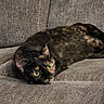 animal, black_fur, cat, close_up, couch, cozy, ears, feline, fur, green_eyes, home, indoor, lying_down, orange_patches, pet, portrait, relaxed, sofa, tortoiseshell_cat, whiskers