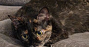 Luna is registered to the contest to win money with this photo: animal, black_fur, brown_fur, cat, close_up, couch, ears, eyes, feline, fur, green_eyes, home, indoors, lying_down, pet, portrait, relaxed, resting, tortoiseshell_cat, whiskers