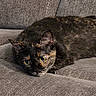 animal, black_fur, brown_fur, cat, close_up, couch, ears, eyes, feline, fur, green_eyes, home, indoors, lying_down, pet, portrait, relaxed, resting, tortoiseshell_cat, whiskers
