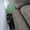 Luna is registered to the contest to win money with this photo: animal, cat, couch, curious, feline, funny, furniture, green_eyes, hiding, home, indoors, living_room, peeking, pet, portrait, sofa, standing, tortoiseshell_cat, wall, wide_eyed
