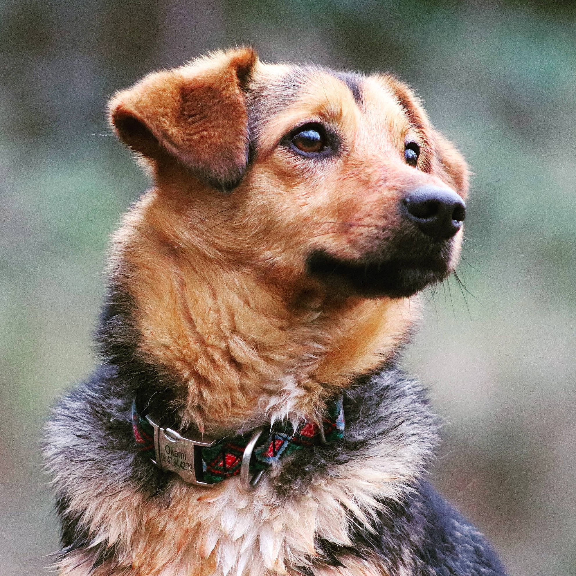 Okami a rejoint le concours — aidez-le/la à gagner de superbes lots ! canidae, carnivore, collar, companion_dog, dog, dog_breed, dog_collar, dog_supply, fawn, firefighter, fur, leash, liver, pet_supply, puppy, snout, sporting_group, terrestrial_animal, whiskers, working_animal