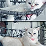 cat, white_cat, blue_eyes, pet, feline, relaxed, hanging_chair, woven_chair, indoor, cute, fluffy, pink_tag, heart_tag, animal, portrait, resting, closeup, home, cozy, furniture