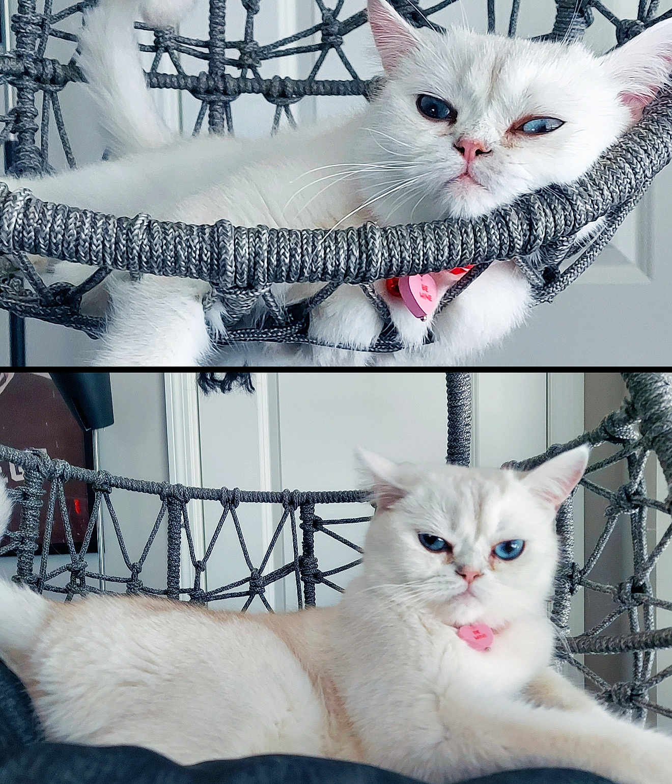 Merlin