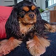 Poppy a rejoint le concours — aidez-le/la à gagner de superbes lots ! animal, black_and_tan, canine, close_up, companion, couch, cushion, cute, dog, domestic, fluffy, furniture, indoor, living_room, long_hair, mirror, pet, portrait, relaxed, resting