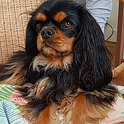 Poppy participe au concours pour gagner de l'argent avec cette photo : dog, cavalier_king_charles_spaniel, pet, animal, wicker_chair, cushion, indoor, fur, long_hair, black_and_tan, relaxed, portrait, cute, companion, domestic_animal, paw, snout, ears, furniture, resting