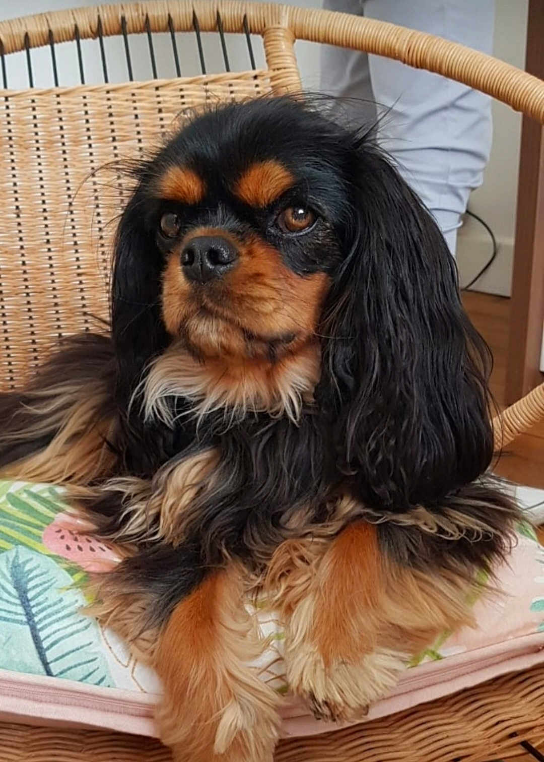 Poppy participe au concours pour gagner de l'argent avec cette photo : dog, cavalier_king_charles_spaniel, pet, animal, wicker_chair, cushion, indoor, fur, long_hair, black_and_tan, relaxed, portrait, cute, companion, domestic_animal, paw, snout, ears, furniture, resting