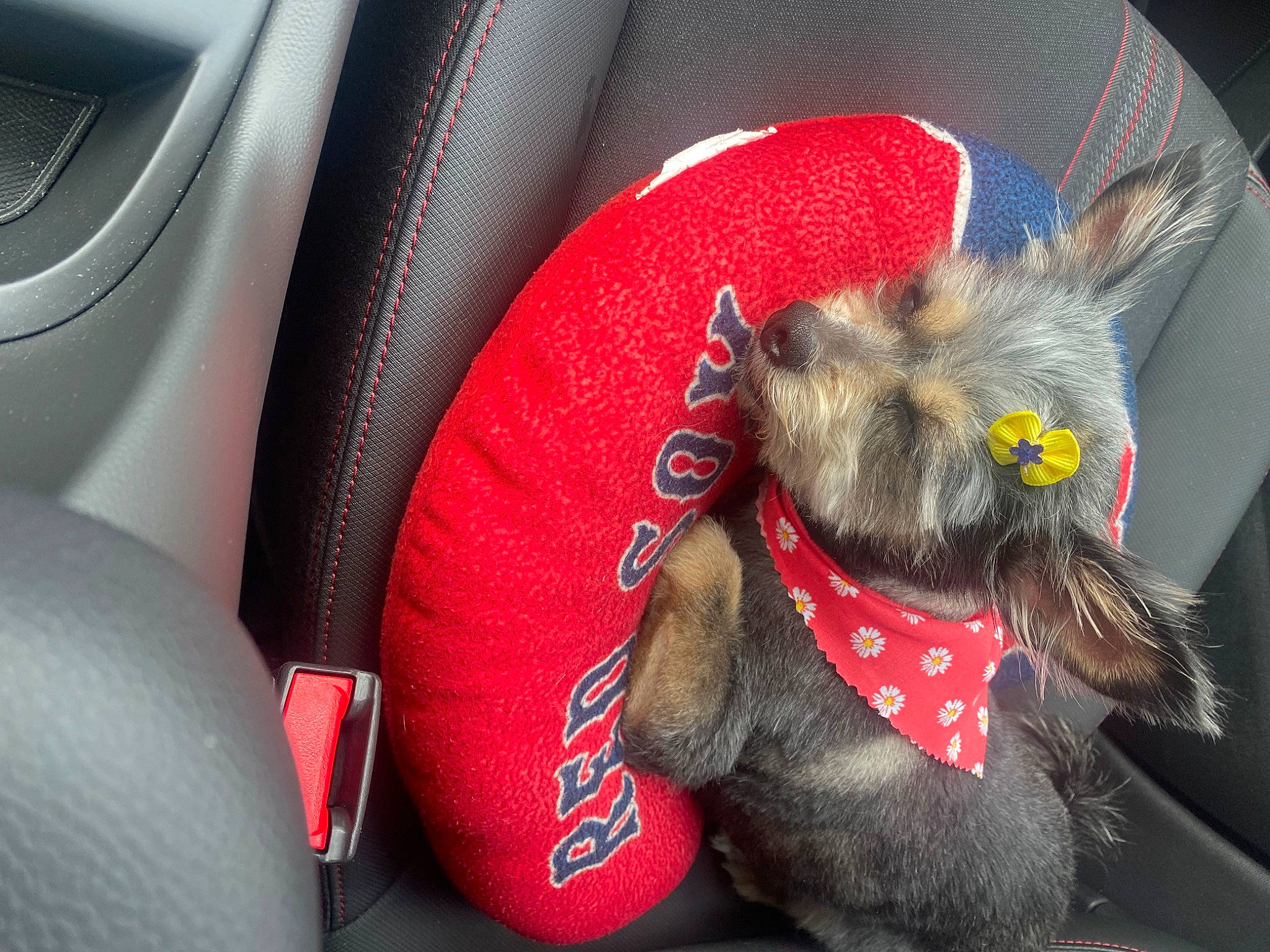 Lola joined the competition — help win amazing prizes! automotive_design, car, carnivore, collar, comfort, companion_dog, dog_breed, family_car, fawn, felidae, foot, paw, personal_luxury_car, small_to_medium_sized_cats, snout, sporting_group, steering_wheel, tail, vehicle_door, whiskers