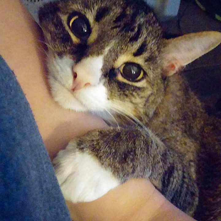 Kitty is registered to the contest to win money with this photo: american_wirehair, asian, california_spangled, carnivore, cat, domestic_short_haired_cat, dragon_li, egyptian_mau, european_shorthair, fawn, felidae, german_rex, kitten, pixie_bob, singapura, small_to_medium_sized_cats, tabby_cat, whiskers