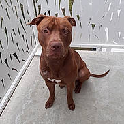 Dingo a rejoint le concours — aidez-le/la à gagner de superbes lots ! dog, brown_dog, sitting, concrete_floor, white_fence, decorative_fence, outdoor, pet, canine, animal, ears, tail, alert, guarding, quiet, background, daylight, closeup, portrait, companion