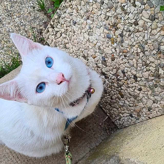 Pimprenelle a rejoint le concours — aidez-le/la à gagner de superbes lots ! accessories, angora, animal, architecture, cat, city, herbal, herbs, kitten, leaf, leash, path, pebble, pet, plant, pottedplant, road, rock, slate, strap