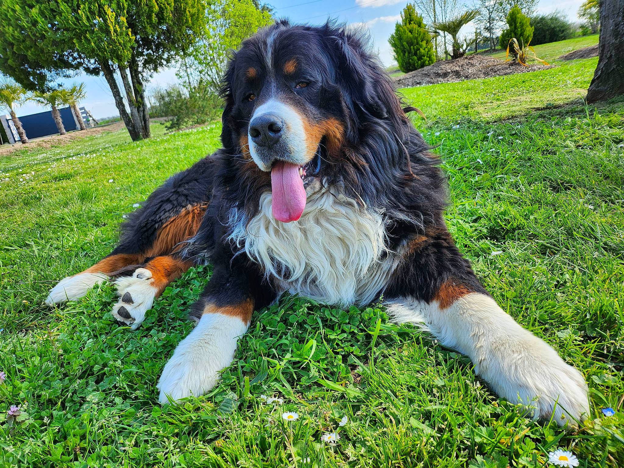 Rocky participe au concours pour gagner de l'argent avec cette photo : bernese_mountain_dog, canidae, carnivore, companion_dog, dog, dog_breed, giant_dog_breed, grass, hunting_dog, plant, sky, snout, sporting_group, tree, working_dog
