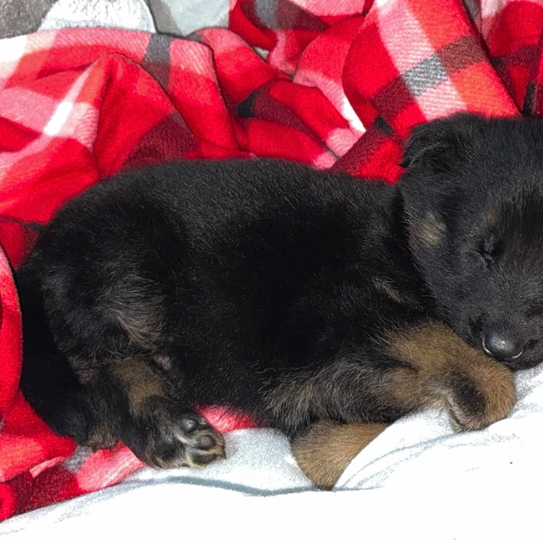 Cooper joined the competition — help win amazing prizes! animal, blanket, canine, couch, dog, furniture, homedecor, hound, labradorretriever, laundry, linen, person, pet, puppy, quilt, sleeping, tartan, terrier, towel