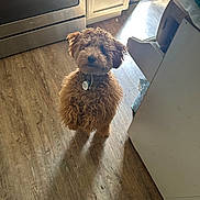 Drogo is registered to the contest to win money with this photo: dog, curly_hair, brown_fur, pet, indoor, kitchen, floor, wooden_floor, appliance, cabinet, light, shadow, collar, tag, curious, standing, looking_up, animal, domestic, cute