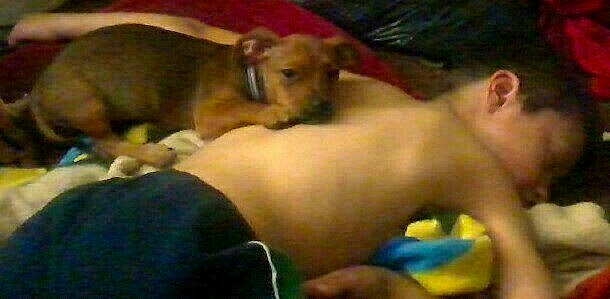 Recees joined the competition — help win amazing prizes! canidae, carnivore, companion_dog, dog, dog_breed, fawn, mammal, puppy