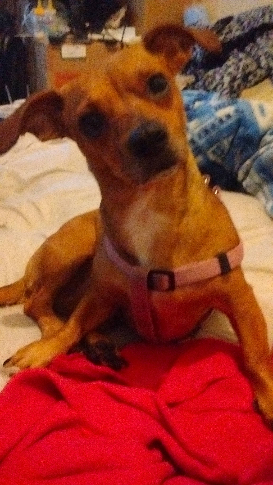 Recees is registered to the contest to win money with this photo: ancient_dog_breeds, black_mouth_cur, canidae, caramel_color, carnivore, chihuahua, companion_dog, dog, dog_breed, fawn, german_pinscher, mammal, miniature_pinscher, pinscher, puppy, snout, toy_dog, vertebrate