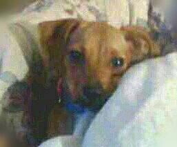 Recees joined the competition — help win amazing prizes! beagador, canidae, carnivore, companion_dog, dachshund, dog, dog_breed, fawn, mammal, mountain_cur, potcake_dog, puppy, snout, sporting_group, vertebrate