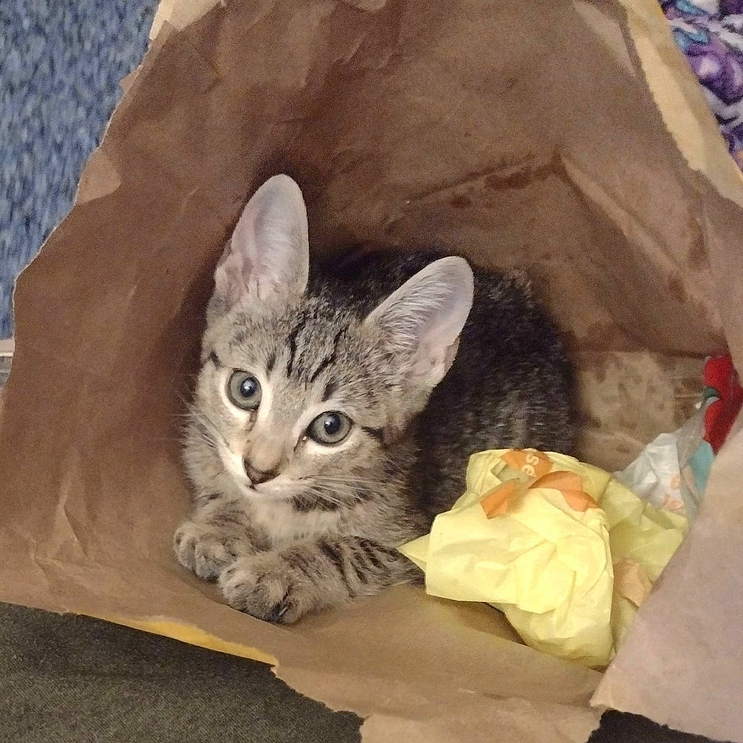 Ticket is registered to the contest to win money with this photo: box, carnivore, cat, cat_supply, claw, comfort, domestic_short_haired_cat, felidae, fur, grey, paw, plastic_bag, sitting, small_to_medium_sized_cats, snout, tail, terrestrial_animal, whiskers