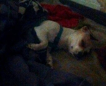 Oreo joined the competition — help win amazing prizes! canidae, carnivore, dog, dog_breed, fawn, non_sporting_group, puppy, sporting_group, tail