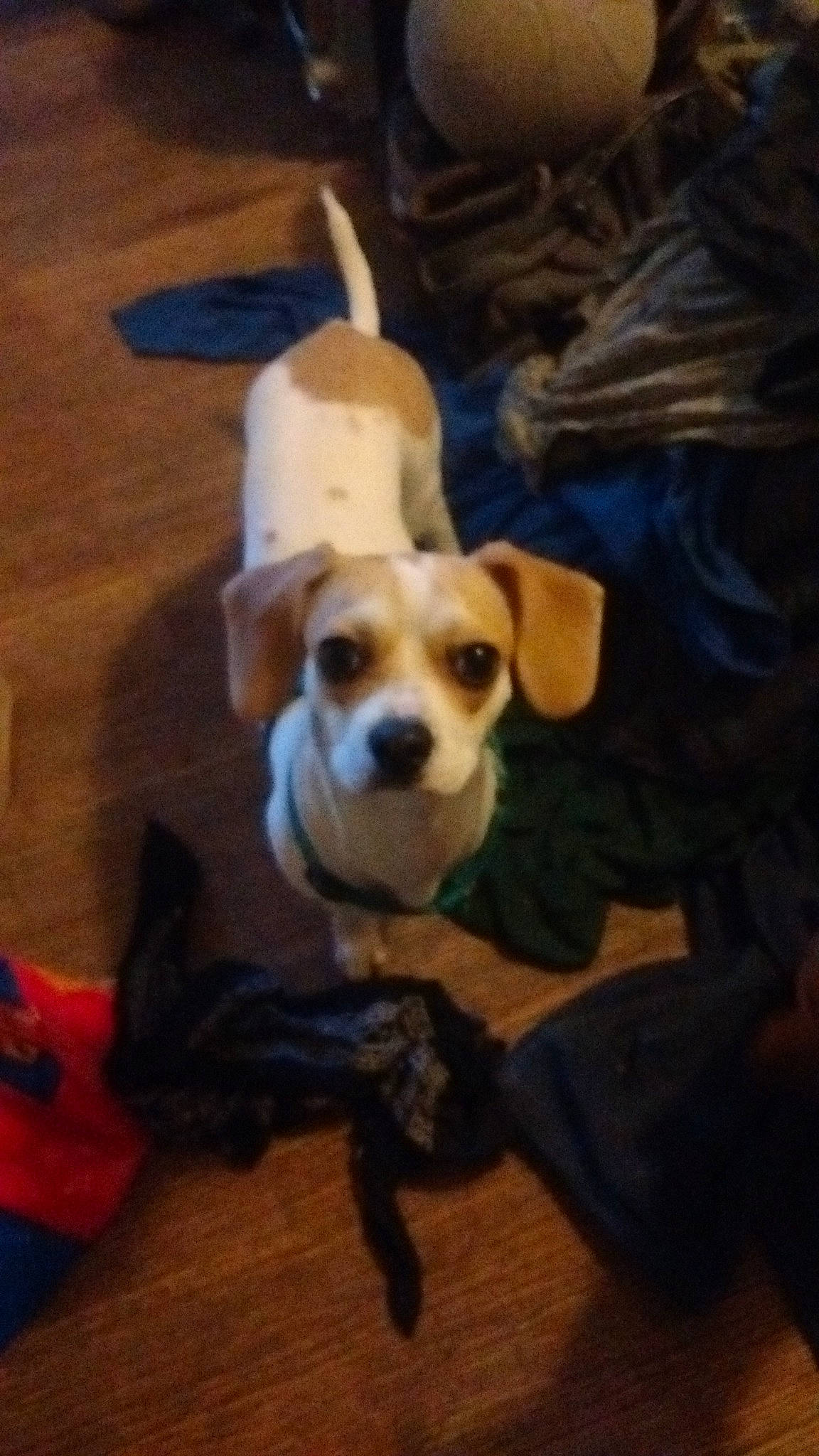 Oreo joined the competition — help win amazing prizes! beagle, canidae, carnivore, companion_dog, dog, dog_breed, fawn, jack_russell_terrier, puggle, puppy, puppy_love, russell_terrier, snout, sporting_group