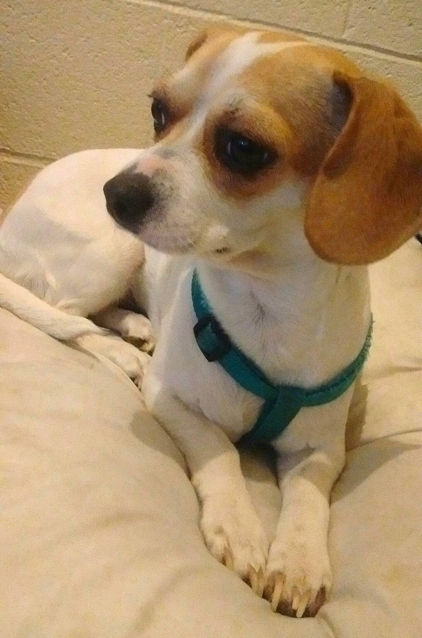 Oreo joined the competition — help win amazing prizes! beagador, beagle, beaglier, canidae, carnivore, companion_dog, dog, dog_breed, fawn, harrier, mammal, pocket_beagle, puppy, puppy_love, rare_breed_dog, russell_terrier, snout, sporting_group, vertebrate, whiskers