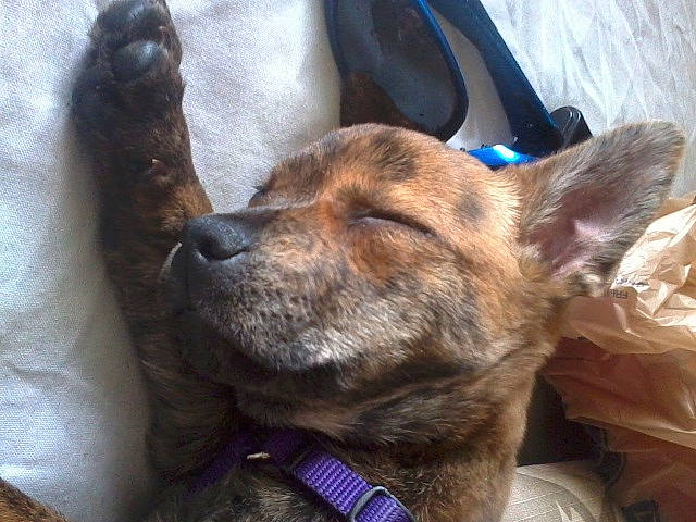 Snickers joined the competition — help win amazing prizes! canidae, carnivore, companion_dog, dog, dog_breed, ear, fawn, nap, nose, puppy, puppy_love, snout, sporting_group