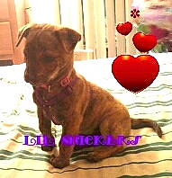 Snickers joined the competition — help win amazing prizes! american_pit_bull_terrier, boxer, cane_corso, canidae, carnivore, dog, dog_breed, fawn, liver, mammal, non_sporting_group, pit_bull, puppy, sporting_group, vertebrate