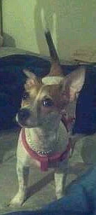 Fea joined the competition — help win amazing prizes! american_pit_bull_terrier, american_staffordshire_terrier, black_mouth_cur, boxer, canidae, carnivore, chihuahua, dog, dog_breed, fawn, german_shepherd_dog, gull_terr, mammal, non_sporting_group, snout, vertebrate