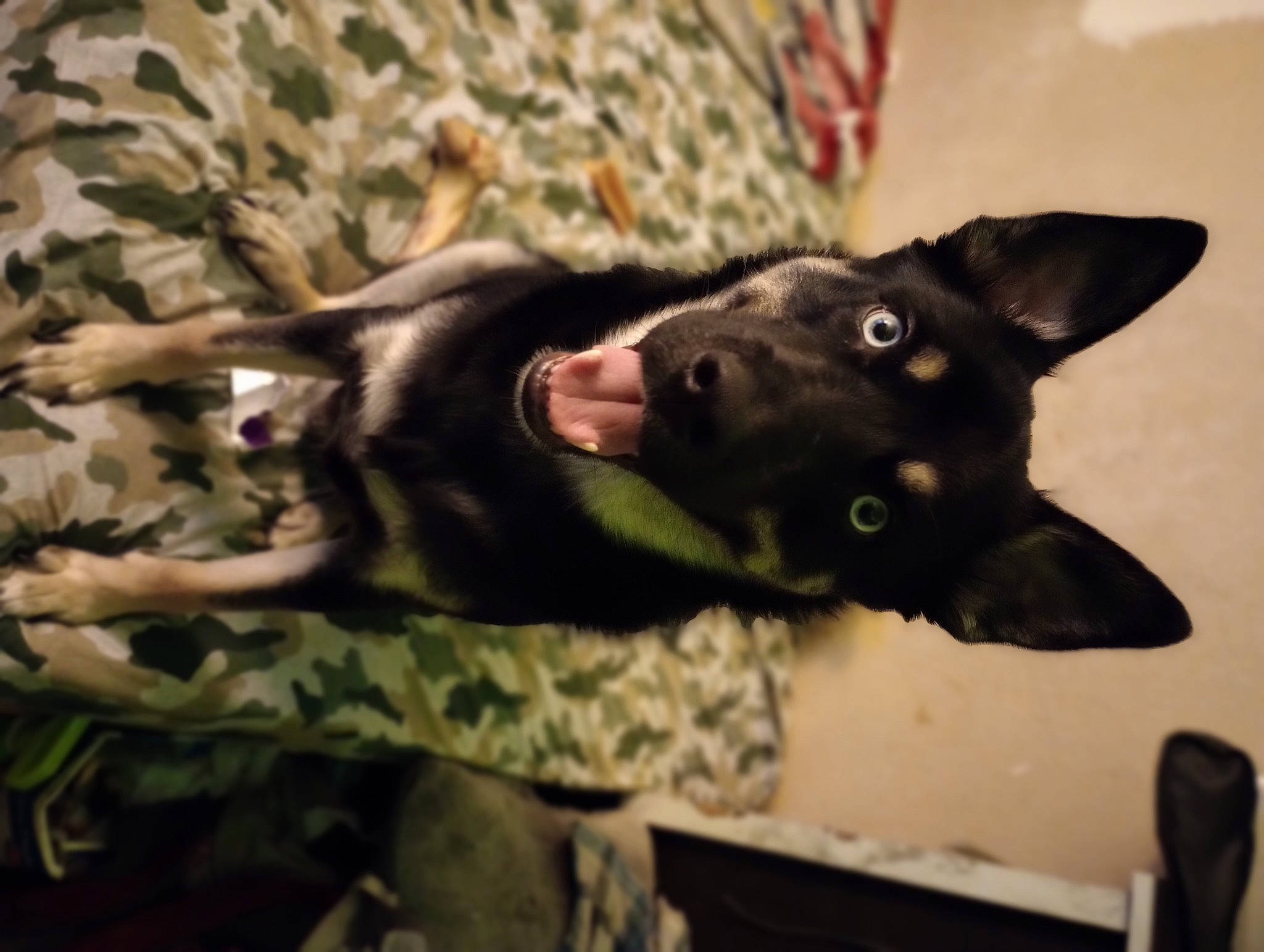 Chop is registered to the contest to win money with this photo: borador, canidae, carnivore, comfort, companion_dog, dog, dog_breed, felidae, fur, guard_dog, non_sporting_group, small_to_medium_sized_cats, snout, terrestrial_animal, whiskers, working_animal