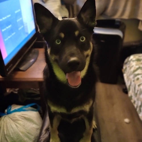 Chop joined the competition — help win amazing prizes! canidae, carnivore, companion_dog, computer, computer_keyboard, computer_monitor, desk, dog, dog_breed, ear, eye, jaw, laptop, output_device, peripheral, personal_computer, snout, sporting_group, whiskers, working_animal