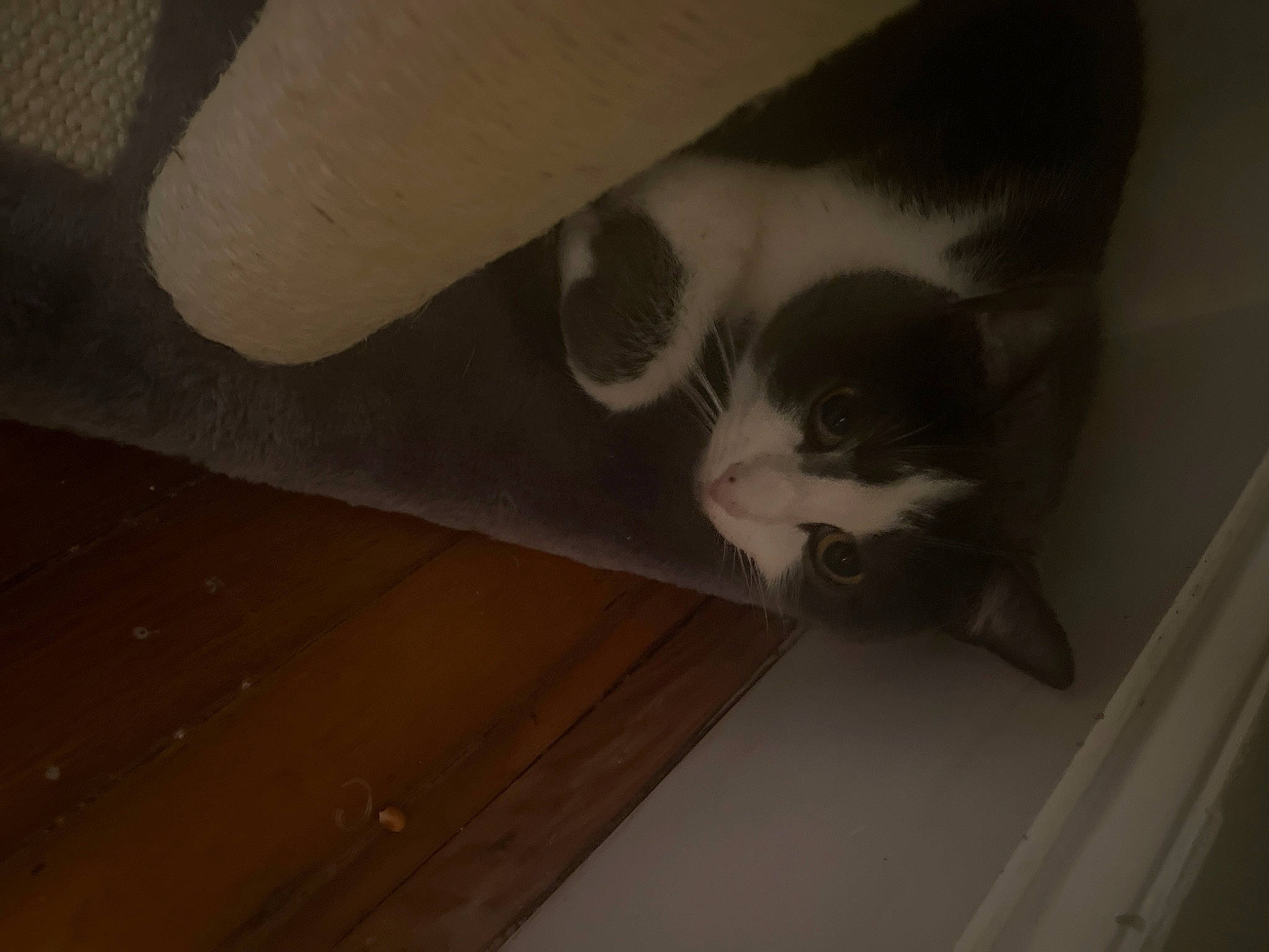 Gigi is registered to the contest to win money with this photo: carnivore, cat, ceiling, cloud, comfort, domestic_short_haired_cat, felidae, floor, flooring, hardwood, human_leg, leg, plywood, room, small_to_medium_sized_cats, tail, tints_and_shades, whiskers, wood, wood_stain