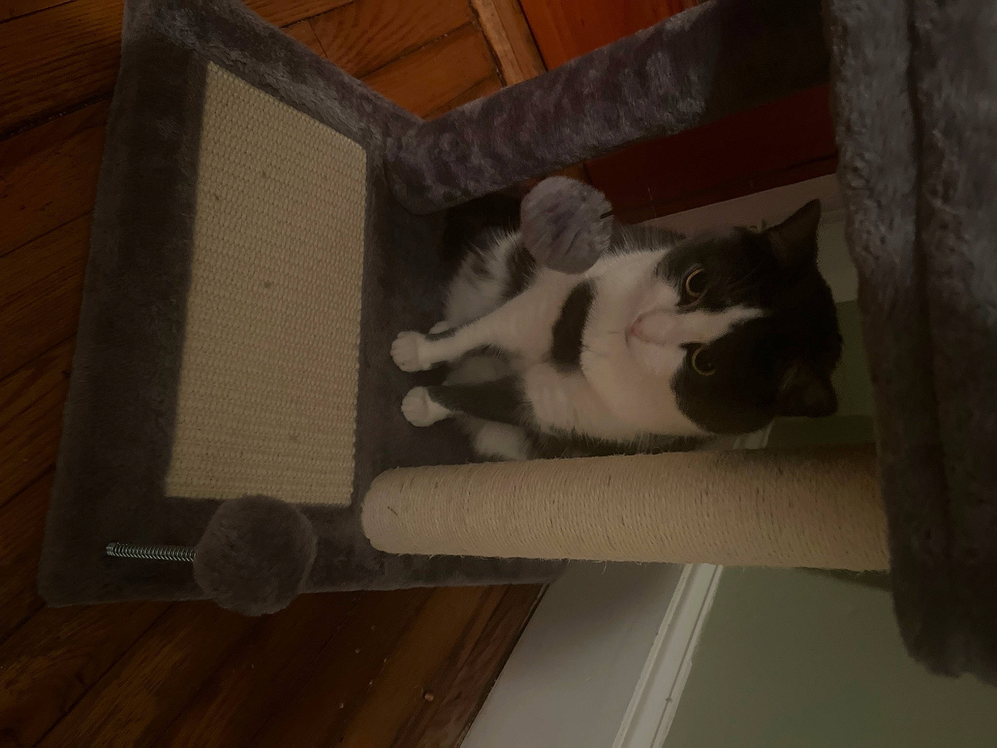 Gigi joined the competition — help win amazing prizes! box, cardboard, carnivore, carton, cat, comfort, domestic_short_haired_cat, fawn, felidae, flooring, fur, grey, hardwood, paw, plywood, room, small_to_medium_sized_cats, tail, whiskers, wood