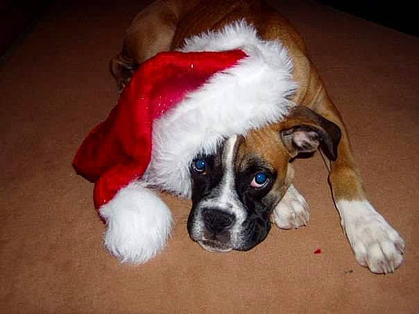 Darcy participe au concours pour gagner de l'argent avec cette photo : boxer, canidae, carnivore, companion_dog, dog, dog_breed, fawn, fur, mammal, nose, old_english_bulldog, puppy, puppy_love, rare_breed_dog, snout, sporting_group, st_bernard, valley_bulldog, vertebrate, working_dog