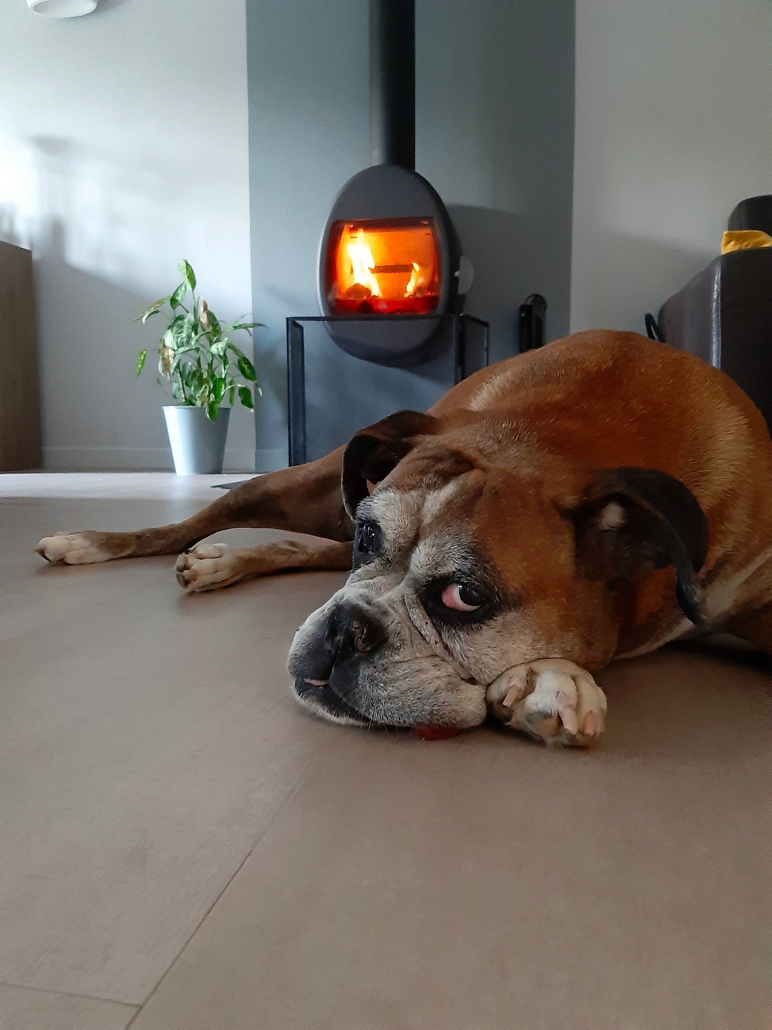 Darcy a rejoint le concours — aidez-le/la à gagner de superbes lots ! australian_bulldog, boerboel, boxer, bulldog, bullmastiff, canidae, carnivore, companion_dog, dog, dog_breed, fawn, floor, flooring, hardwood, mammal, non_sporting_group, old_english_bulldog, olde_english_bulldogge, snout, tile
