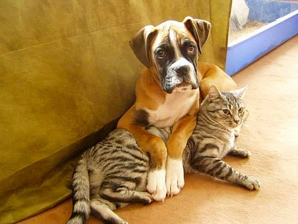 Darcy participe au concours pour gagner de l'argent avec cette photo : boxer, canidae, carnivore, cat, companion_dog, dog, dog_breed, fawn, felidae, kitten, mammal, non_sporting_group, paw, puppy, small_to_medium_sized_cats, sporting_group, tabby_cat, vertebrate, whiskers