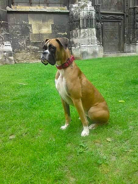 Darcy participe au concours pour gagner de l'argent avec cette photo : ancient_dog_breeds, boerboel, boxer, bullmastiff, canidae, carnivore, companion_dog, dog, dog_breed, dorset_olde_tyme_bulldogge, fawn, grass, mammal, molosser, rare_breed_dog, snout, sporting_group, tosa, vertebrate, working_dog